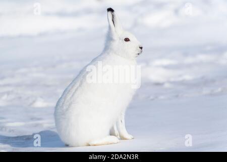 Arctic hare (Lepus arcticus) in the snow, Churchill, Manitoba, Canada. Stock Photo
