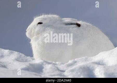 Arctic hare (Lepus arcticus) in the snow, Churchill, Manitoba, Canada. Stock Photo