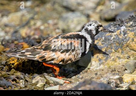 Ruddy Turnstone (Arenaria interpres), adult male moulting out of summer plumage, Hayle Estauary RSPB Reserve, Cornwall, England, UK. Stock Photo