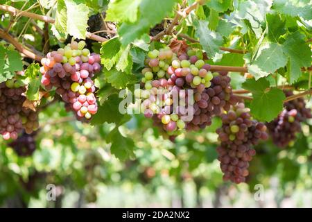 Close-up detail of grapes at a vineyard at Colchagua valley in Chile Stock Photo