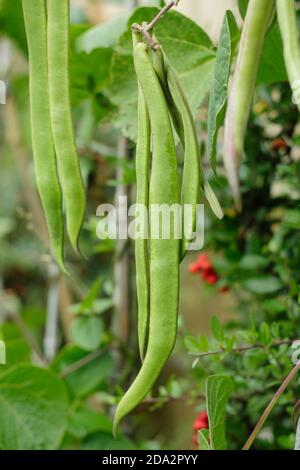 Phaseolus coccineus 'Firestorm' runner beans growing in a back garden vegetable plot. UK Stock Photo