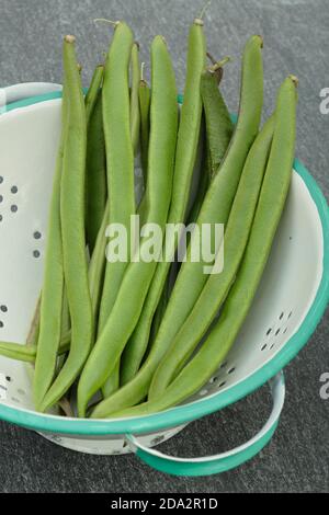 Phaseolus coccineus. Freshly picked homegrown runner beans in a colander. UK Stock Photo