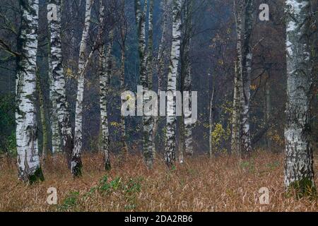 White stems of Silver Birches between dry brown grass in autumn Stock Photo
