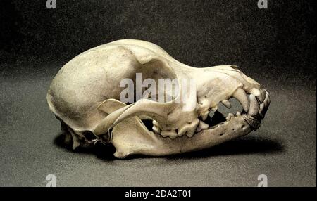 Skull of a small dog. Animal bones for anatomy. Stock Photo
