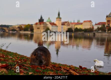 Coypu also called Nutria on the Riverside of Vltava River in Prague during Autumn Season with Water Reflection. Stock Photo