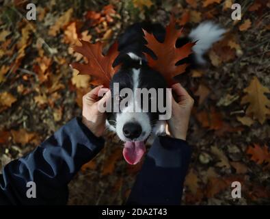 Human Hands Made Ears from Brown Leaves to Border Collie Dog. Adorable Black and White Animal with Leaf Ears and Tongue Out. Stock Photo