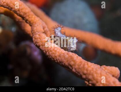 Blue-striped hermit crab (Pagurus liochele) sitting on a sea fan. Stock Photo