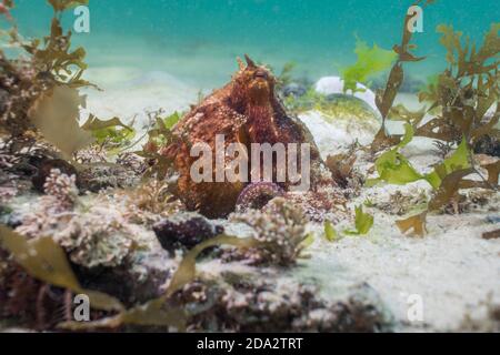 Common Octopus (Octopus vulgaris) poking its head out of its den camouflaging with textured skin. Stock Photo