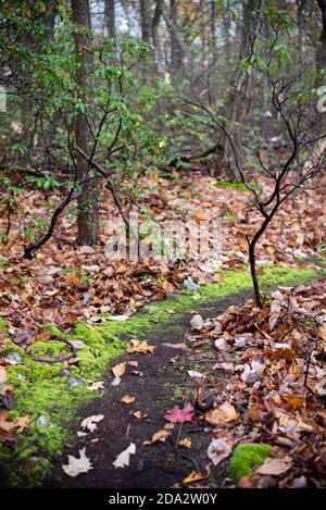 Bright green moss lines a hiking trail through the Pennsylvanian woodlands Stock Photo