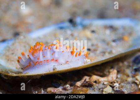 Orange-clubbed sea slug (Limacia clavigera) with its egg ribbon, white-bodied dorid with numerous orange-tipped projections on its body. Stock Photo