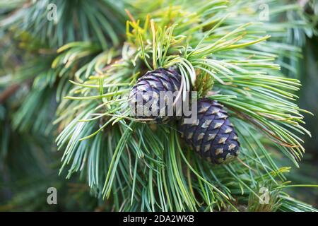 Swiss stone pine, arolla pine (Pinus cembra), branch with cones, Germany Stock Photo