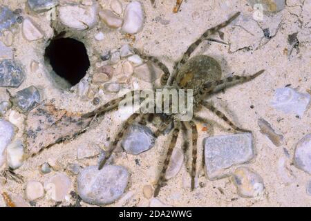 wolf spider, ground spider (Arctosa cinerea), female at the entrance to the living tube, Germany Stock Photo