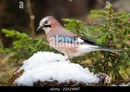 jay (Garrulus glandarius), on the feed on a snow covered tree trunk, Switzerland, Grisons, Arosa Stock Photo