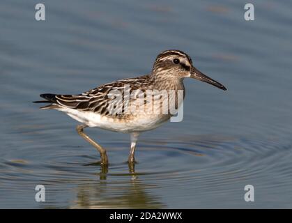 broad-billed sandpiper (Calidris falcinellus, Limicola falcinellus), foraging in a freshwater pool, Greece, Lesbos Stock Photo