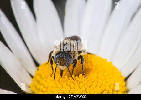 Spined Mason-bee (Osmia spinulosa), male on a white blossom, Germany Stock Photo