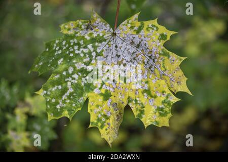 Norway maple (Acer platanoides), sick leaf of Maple in autumn, Germany Stock Photo