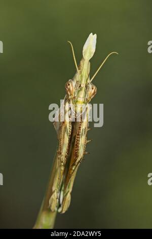 Cone-head Mantis (Empusa fasciata), portrait Stock Photo