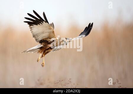 Western Marsh Harrier (Circus aeruginosus), male in flight, side view, Spain Stock Photo