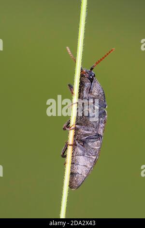 Click Beetle, Mousegrey Click Beetle (Adelocera murina, Agrypnus murinus, Agrypnus murina, Lacon murinus), sits at a stem, Germany Stock Photo