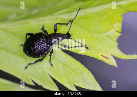 lightspotted snout weevil (Otiorhynchus gemmatus), sits on a leaf, Germany Stock Photo