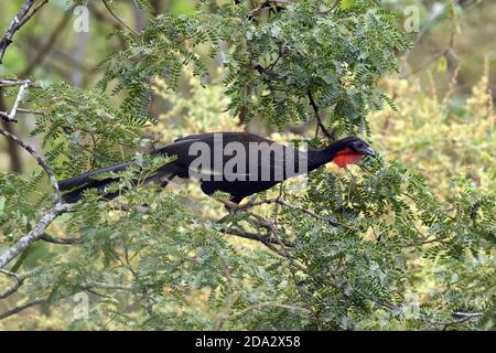 white-winged guan (Penelope albipennis), Sitting in a tree, Peru, Lambayeque, Chaparri Private Conservation Area Stock Photo