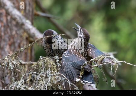 spotted nutcracker (Nucifraga caryocatactes), two nutcrackers fight on a branch, Switzerland, Grisons, Arosa Stock Photo