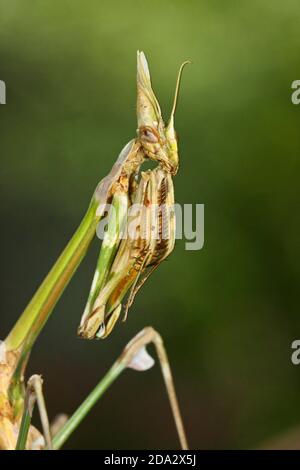 Cone-head Mantis (Empusa fasciata), portrait Stock Photo