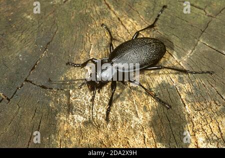 leatherback ground beetle (Carabus coriaceus), sits on old wood, Germany Stock Photo