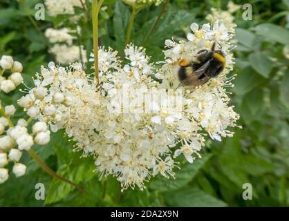 buff-tailed bumble bee (Bombus terrestris), Dark Bumblebee und Real Sweet, Norway, Troms Stock Photo