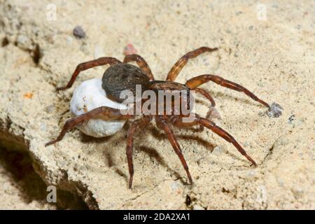 ground wolf spider (Trochosa terricola), female with cocoon, Germany Stock Photo