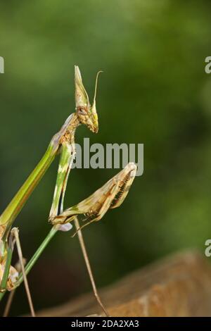 Cone-head Mantis (Empusa fasciata), portrait Stock Photo