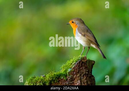 European robin (Erithacus rubecula), sits on a mossy tree snag, Switzerland, Sankt Gallen Stock Photo