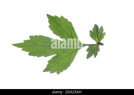 common avens, wood avens, clover-root (Geum urbanum), stem leaf, cutout, Germany Stock Photo