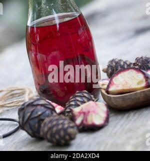 Swiss stone pine, arolla pine (Pinus cembra), selfmade arolla spine schnapps, Germany Stock Photo