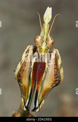 Cone-head Mantis (Empusa fasciata), portrait Stock Photo