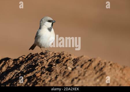 desert sparrow (Passer simplex), male perches on the ground and peering, Morocco, Sahara Stock Photo