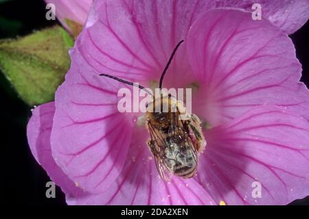 Eucera (Tetralonia macroglossa, Eucera macroglossa, Tetralonia malvae), male in malva flower, Germany Stock Photo