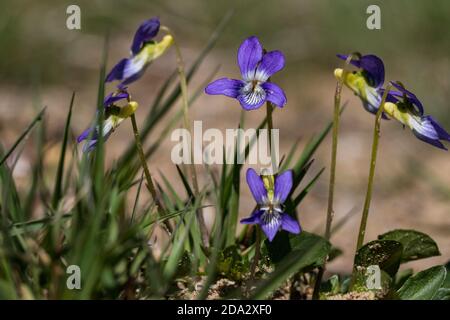 heath violet, heath dog-violet (Viola canina), blooming, Netherlands, Gelderland Stock Photo