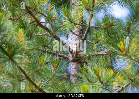Swiss stone pine, arolla pine (Pinus cembra), branches, Germany Stock Photo