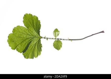 common avens, wood avens, clover-root (Geum urbanum), ground leaf, cutout, Germany Stock Photo