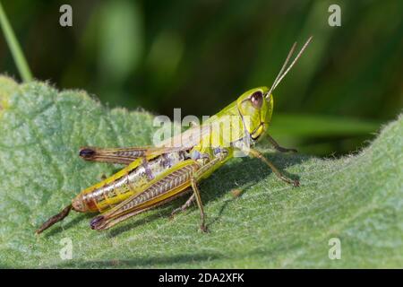 common meadow grasshopper (Chorthippus parallelus, Pseudochorthippus parallelus, Chorthippus longicornis), female , Germany Stock Photo