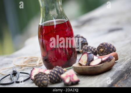 Swiss stone pine, arolla pine (Pinus cembra), selfmade arolla spine schnapps, Germany Stock Photo