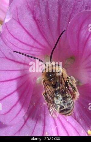 Eucera (Tetralonia macroglossa, Eucera macroglossa, Tetralonia malvae), male in malva flower, Germany Stock Photo