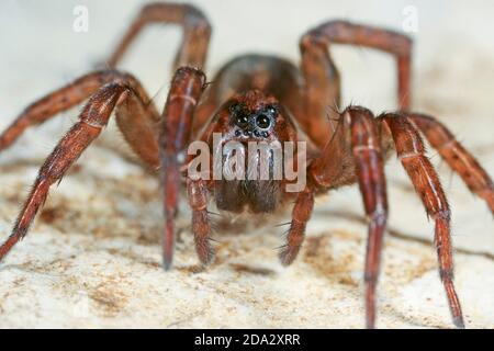 ground wolf spider (Trochosa terricola), on a stone, Germany Stock Photo