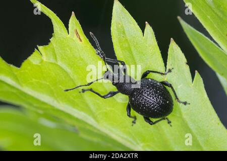 lightspotted snout weevil (Otiorhynchus gemmatus), sits on a leaf, Germany Stock Photo