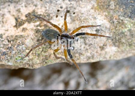 wolf spiders, ground spiders (Aulonia albimana), male, Germany Stock Photo