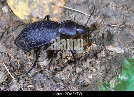 leatherback ground beetle (Carabus coriaceus), with caught slug, Germany Stock Photo