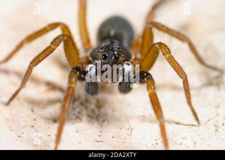 wolf spiders, ground spiders (Aulonia albimana), male, Germany Stock Photo