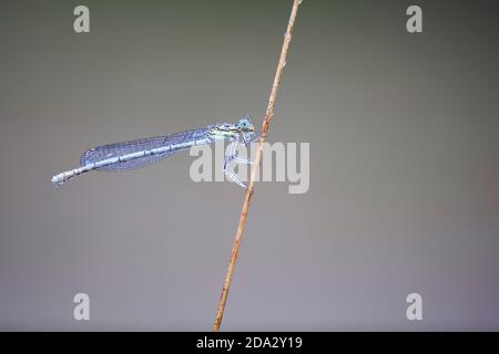 white-legged damselfly, blue featherleg (Platycnemis pennipes), male sitting at a stem, Belgium, Den Diel Stock Photo