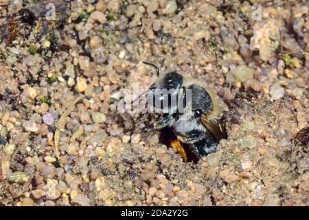 Poppy bee (Osmia papaveris, Hoplitis papaveris), nesting tube, Germany ...